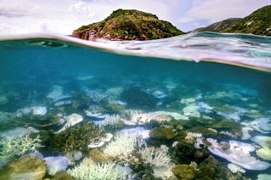 An underwater photo shows examples of coral bleaching in the Great Barrier Reef.