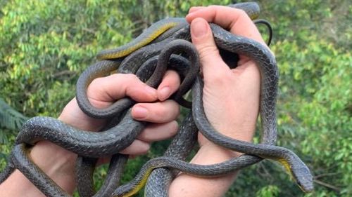 The catchers, from Wild Encounters on the Gold Coast, were called to a pile of Common Tree Snakes on a balcony in Currumbin.