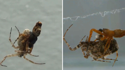When one tiny species of spider mates, one partner needs a special move to survive the encounter.