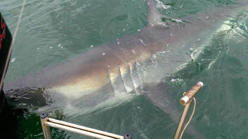Great white shark attacks NSW fisherman's boat 