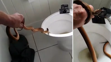 Venomous brown snake found living in family's toilet