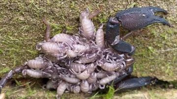 Scorpion unearthed under flower pot in Sydney