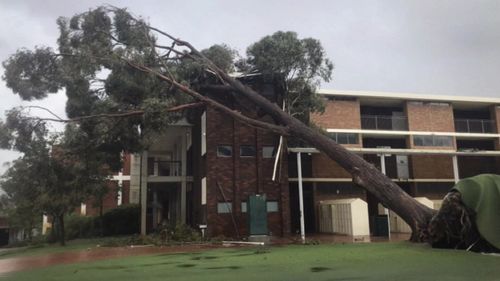 This building was damaged by a falling tree.