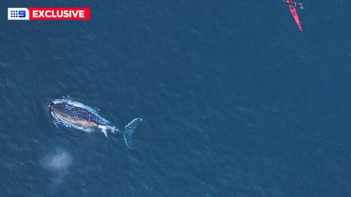 They put on a show for some lucky early morning kayakers.