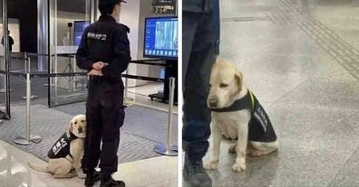 Reddit security dog rests head on owner's knee on first day back at work.