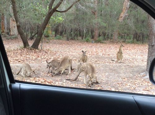 The kangaroos are located on the grounds of a mental health facility in Morriset on the NSW Central Coast. (Kroosn Shuttle Service Pty Ltd/Facebook)