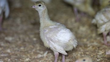 A turkey stands in a barn in 2015, on a turkey farm near Manson, Iowa. The US Department of Agriculture reported that avian influenza (bird flu), which is deadly to commercial poultry, was confirmed in a flock of turkeys in South Dakota last Wednesday.