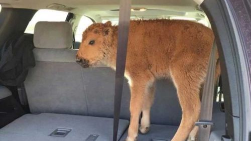 Baby bison put down after tourists put it in their car