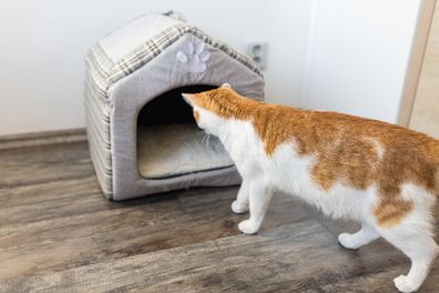 Young domestic bicolor orange and white cat checking soft indoor cat house for hiding or sleeping place. 