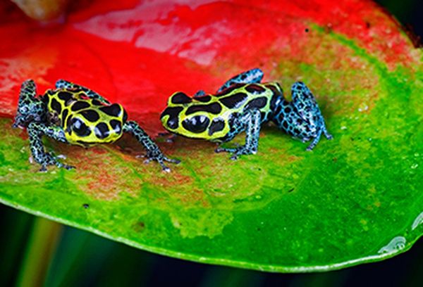 Nature's Microworlds