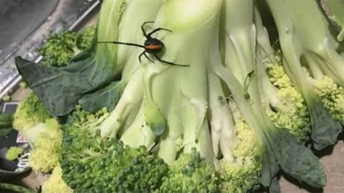 Woolworths pulling broccoli from shelves after redbacks found