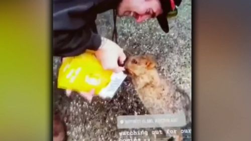 A tourist has been filmed feeding a quokka from a goon bag on Rottnest Island. Picture: 9NEWS
