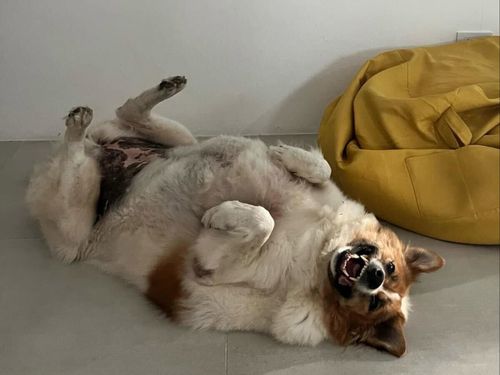 Cindy started out as a street dog in Koh Samui, Thailand.