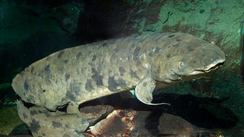 Aussie lungfish euthanised after more than 80 years on display at US aquarium
