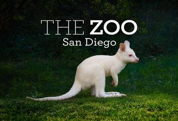 The Zoo: San Diego