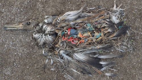 Plastic and assorted fishing equipment can be seen in one bird's stomach. Picture: Chris Jordan