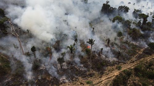 Forest in the Amazon burned illegally near Novo Progresso, in the northern Brazilian state of Para.