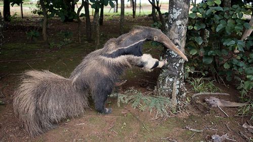 A photograph of a taxidermy anteater, provided by anonymous, third-party sources (National History Museum)