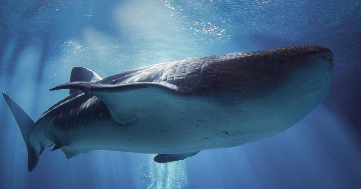 Endangered whale shark dies in captivity after health 'quickly declines' - 9News