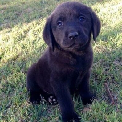 jett the black lab