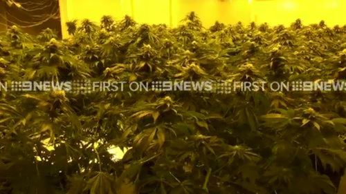 Five men arrested as Sydney drug raids uncover six homes filled with cannabis plants