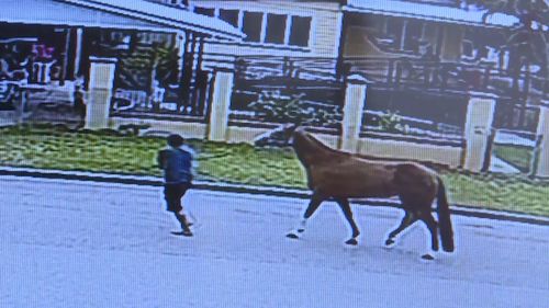 CCTV shows the horse being led from the front gate of its property in Wulguru. (9NEWS)