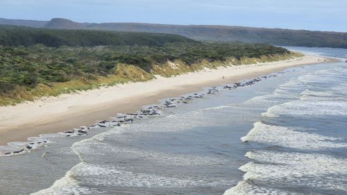 A photo showing the stranded pilot whales on 21 September 2022. Photo: Department of Natural Resources and Environment Tasmania.