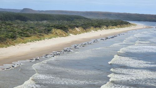 A photo showing the stranded pilot whales on September 21, 2022. Photo: Department of Natural Resources and Environment Tasmania.