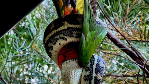 The python dangled from the gutter upside down as it stretched its jaw over the lorikeet. 