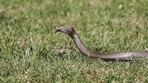 Brown snake generic