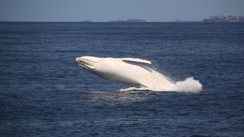 Migaloo in 2012. He is one of only four known white humpback whales. (AAP)