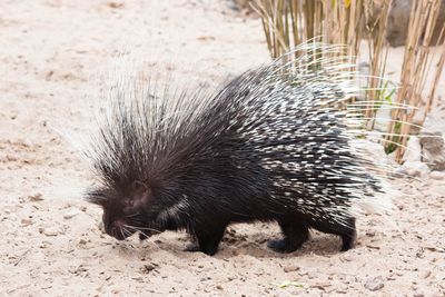 <strong>Porcupines are all about consent</strong>
