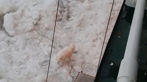 The dog was filmed wagging her tail and walking gingerly on the jagged ice before the crew lowered a ladder for her to climb.