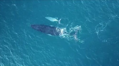 A rare white whale calf and its mother have been spotted from the air by an eagle-eyed paraglider. Picture: Supplied