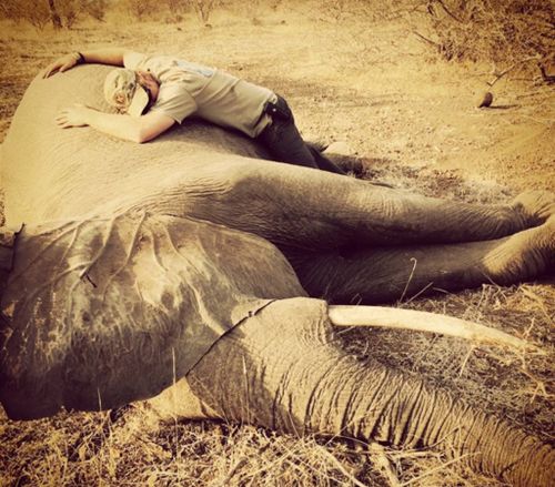 Prince Harry hugged a sedated elephant in southern Africa. (Instagram / @kensingtonroyal)