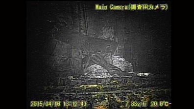 <p>A remote-controlled survey robot sent into the Fukushima nuclear power plant that went into meltdown in Japan in 2011has sent back some chilling images from inside the tsunami-hit reactor. </p>
<p>
The "transformer" robot was sent into the plant on Friday morning to remove melted nuclear fuel from the unit's primary containment vessel, as part of the Tokyo Electric Power Company's efforts to clean up the radioactive site, <em><a href="http://www.japantimes.co.jp/news/2015/04/11/national/science-health/survey-robot-breaks-down-inside-fukushima-no-1-reactor-in-under-three-hours/#.VSwfBfmUd8E">Japan Times</a> reports. </em></p>
<p>
</p>
