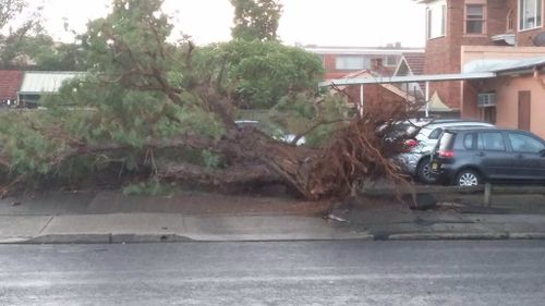 A large tree uprooted by strong winds buffeting Richmond in Sydney's west.  (Chris O'Keefe.)