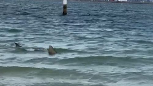 The shark was captured on camera this afternoon, swimming within the nets at Brighton Le Sands.
