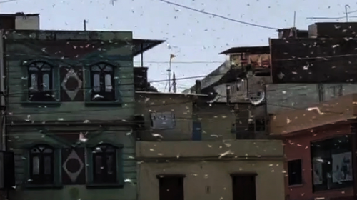 This grab made from Wednesday, May 27, 2020 video provided by KK Productions, shows locusts swarming over city and near by area in Indore, Madhya Pradesh, India. India is grappling with scorching temperatures and the worst locust invasion in decades as authorities prepared for the end of a months long lockdown despite recording thousands of new infections every day. (KK Production via AP)