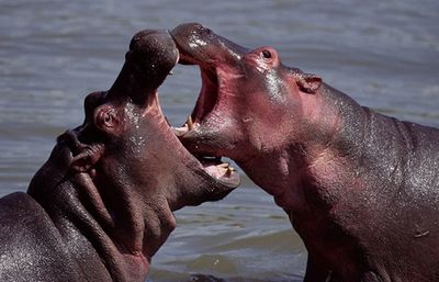 Hippos, meanwhile, claim the lives of 2,900 people around the world each year.