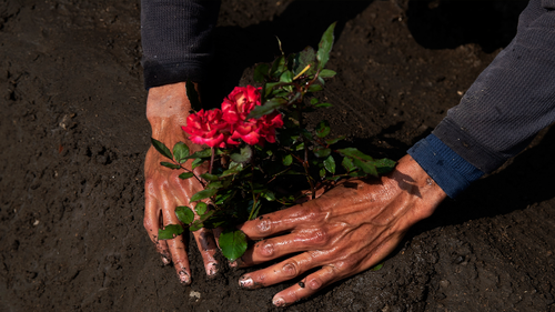 Cemetery worker Jorge Arvizu plants a rose bush on a grave at the municipal cemetery Valle de Chalco amid the new coronavirus pandemic, on the outskirts of Mexico City, Tuesday, Oct. 20, 2020. Mexican families traditionally flock to local cemeteries to honor their dead relatives as part of the Dia de los Muertos, or Day of the Dead celebrations, but according to authorities the cemeteries will be closed this year to help curb the spread of COVID-19. (AP Photo/Marco Ugarte)