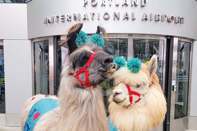 Llamas and alpacas will make regular visits to Portland Airport in the USA.