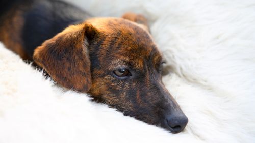 US psychologist claims dogs dream of pleasing their owners