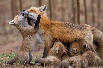 Red fox family