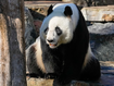 Wang Wang the Panda at Adelaide Zoo on June 16, 2024 in Adelaide, Australia