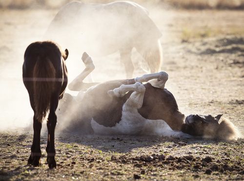 A horse rolls on a dry meadow after a long heat wave in Wehrheim near Frankfurt, Germany.