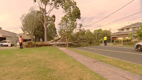 Tress have been brought down across roads and powerlines in Sydney's west. (9NEWS)