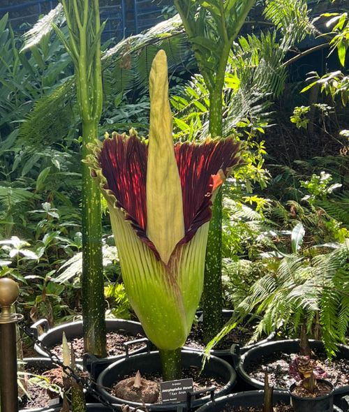 The foul-smelling "Corpse Flower" has begun to bloom at the Botanic Garden in Adelaide.The peculiar plant started sharing its rotting flesh-like scent last night, and will continue to do so for another 48 hours.
