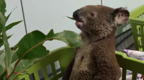 Port Macquarie Koala Hospital shares video of Bazza recovering after fires.