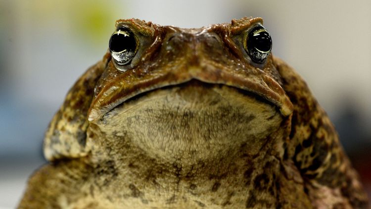 Cane toads 'on track' to reach WA's Pilbara region within 10 to 20 years